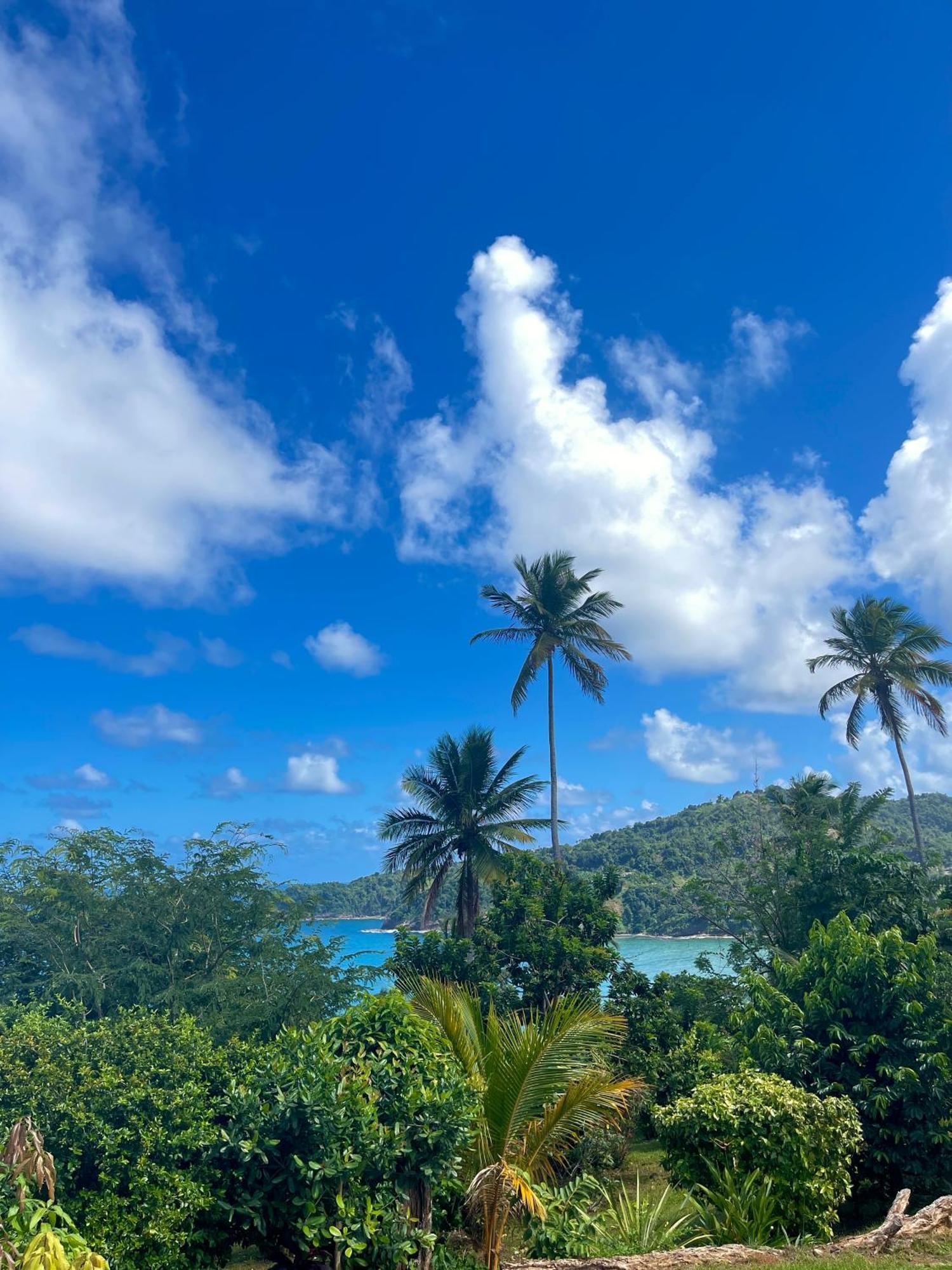 Happy Nest Dominica Hotel Marigot Buitenkant foto